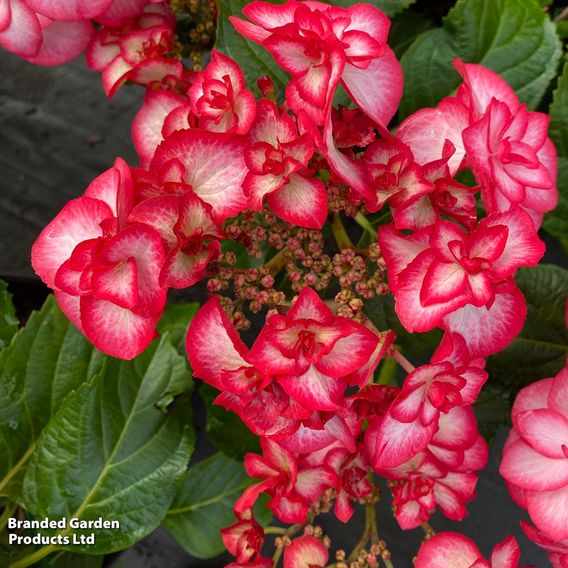 Hydrangea macrophylla 'Yulika'