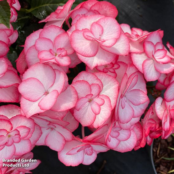 Hydrangea macrophylla 'Yulika'