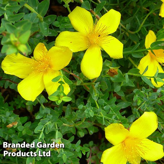 Hypericum olympicum 'Citrinum'