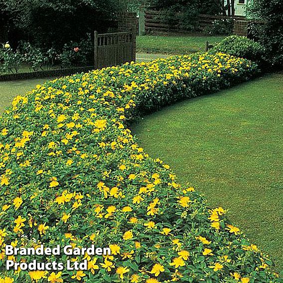 Hypericum calycinum