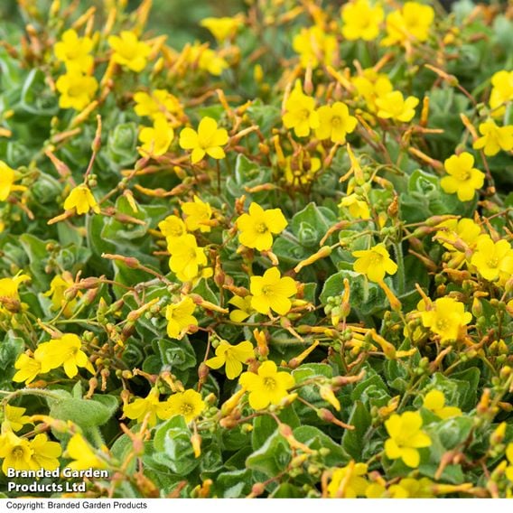 Hypericum elodes (Marginal Aquatic)