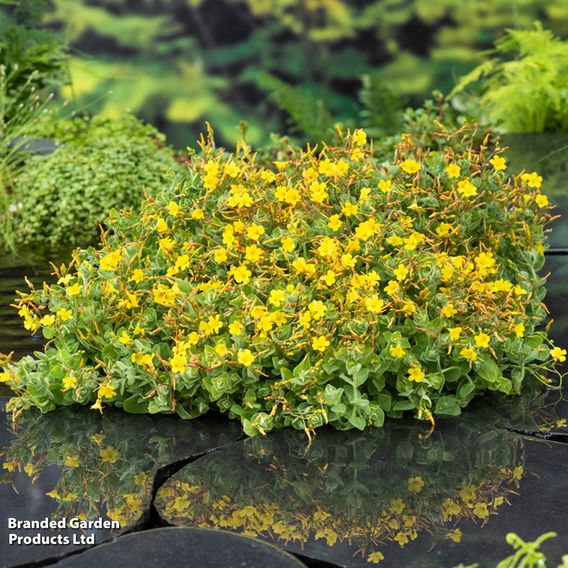 Hypericum elodes (Marginal Aquatic)