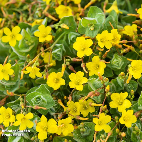 Hypericum elodes (Marginal Aquatic)