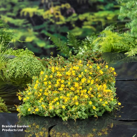 Hypericum elodes (Marginal Aquatic)