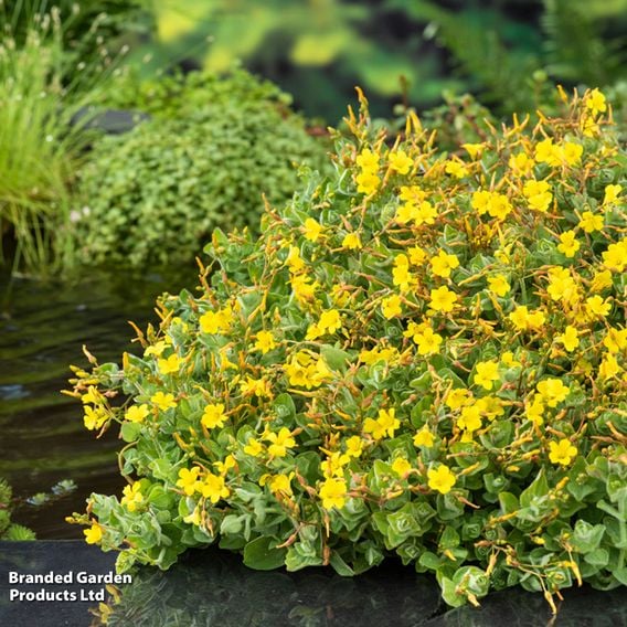 Hypericum elodes (Marginal Aquatic)