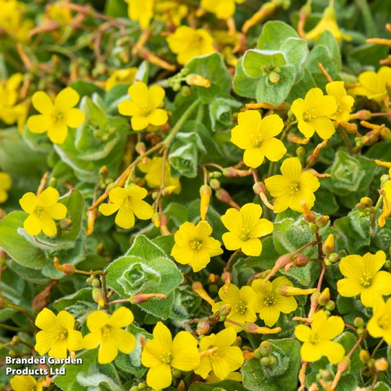 Hypericum elodes (Marginal Aquatic)
