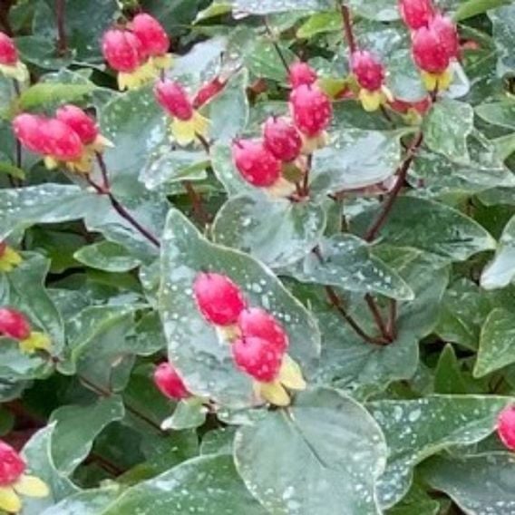 Hypericum x inodorum 'Magical Impression'