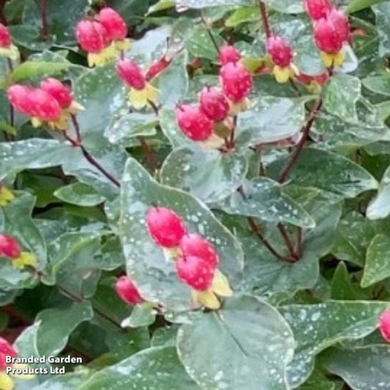 Hypericum x inodorum 'Magical Impression'