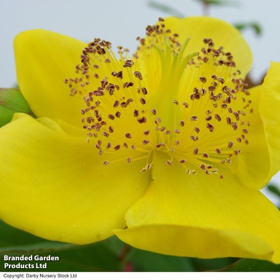Hypericum x moserianum