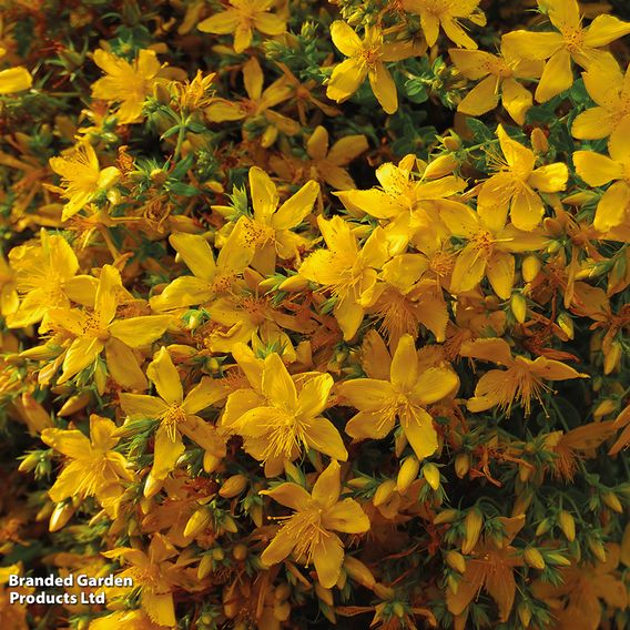 Hypericum perforatum
