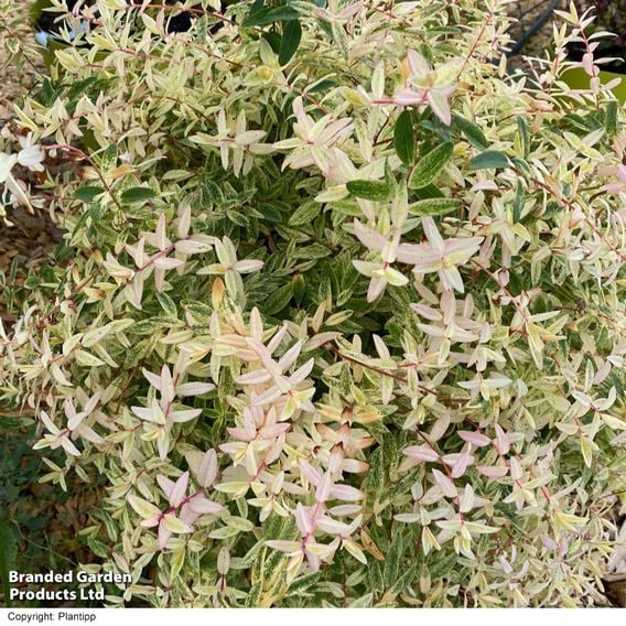 Hypericum 'Radiance'