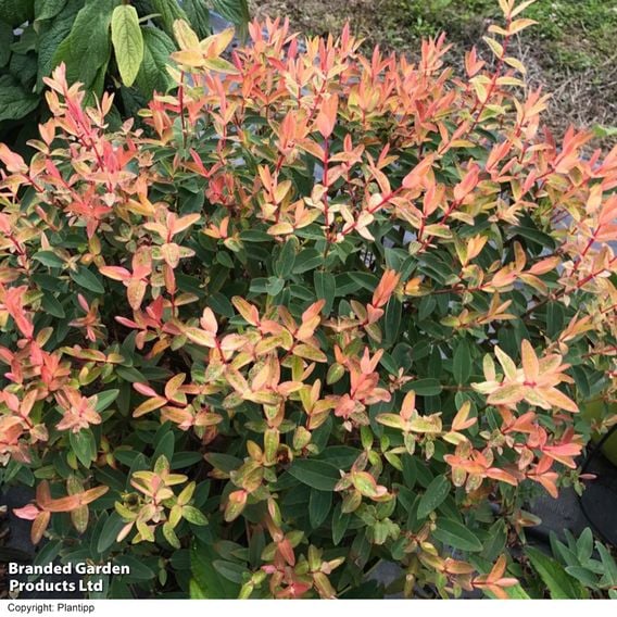 Hypericum 'Radiance'