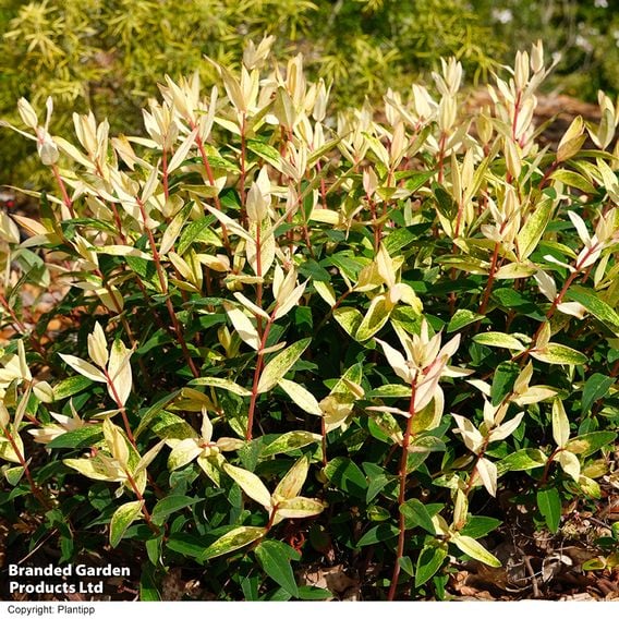 Hypericum 'Radiance'