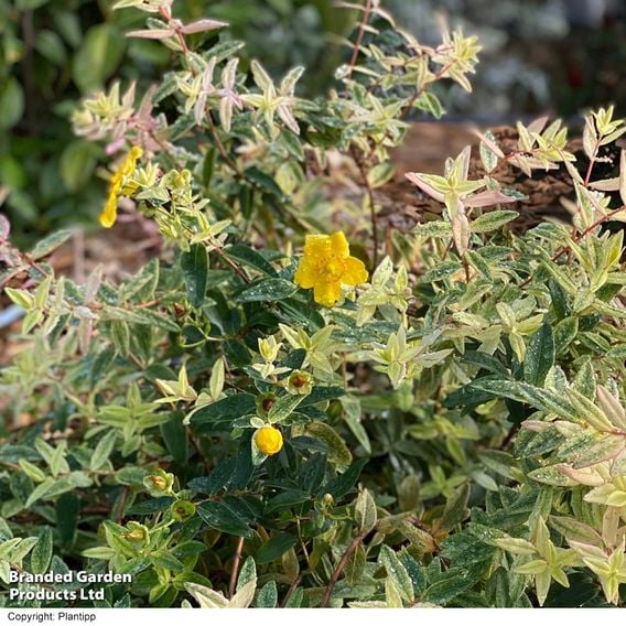 Hypericum 'Radiance'