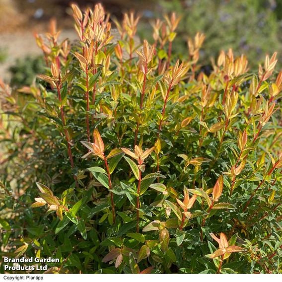 Hypericum 'Radiance'