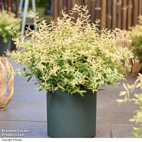Hypericum 'Radiance'