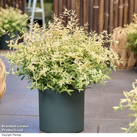 Hypericum 'Radiance'