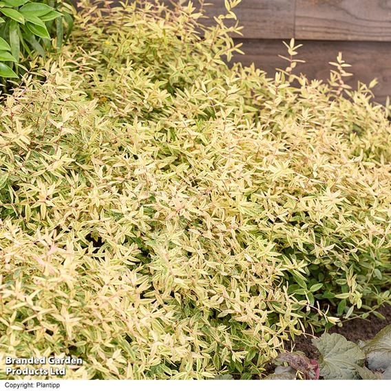 Hypericum 'Radiance'
