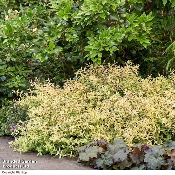 Hypericum 'Radiance'