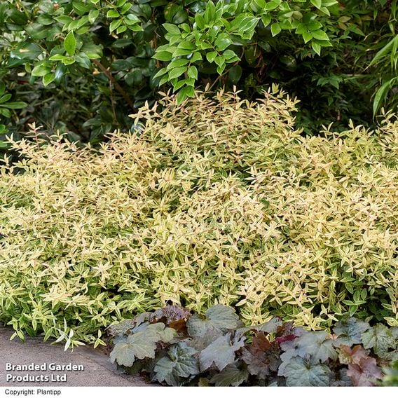 Hypericum 'Radiance'