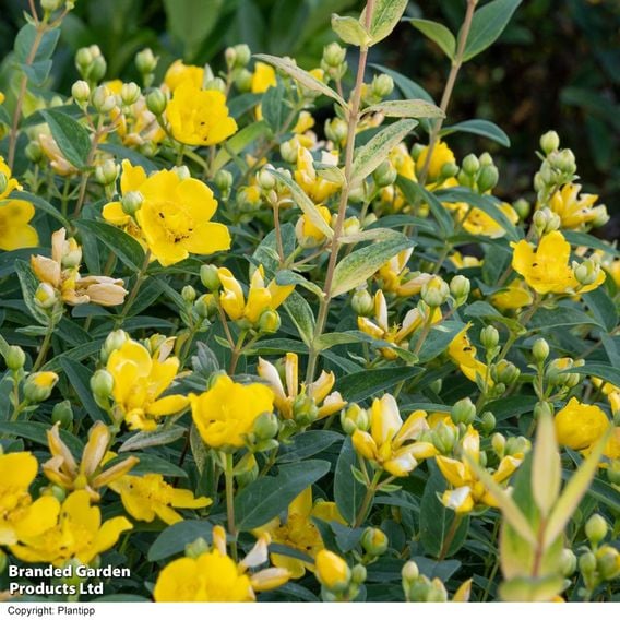 Hypericum 'Radiance'