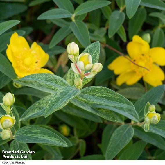Hypericum 'Radiance'