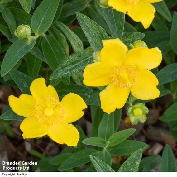 Hypericum 'Radiance'