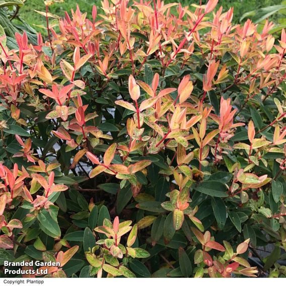 Hypericum 'Radiance'