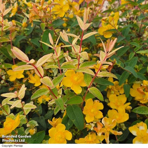 Hypericum 'Radiance'