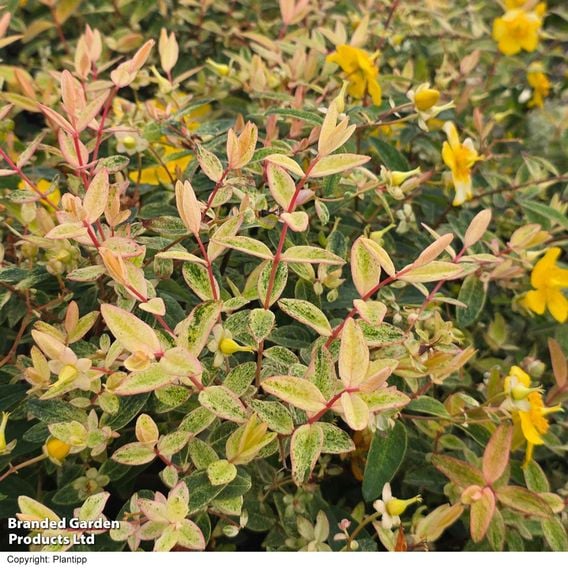 Hypericum 'Radiance'