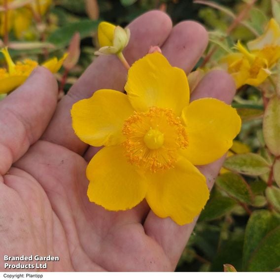 Hypericum 'Radiance'