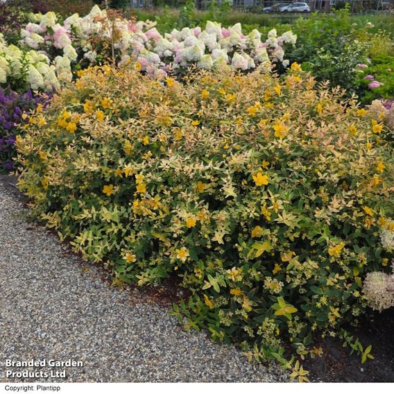 Hypericum 'Radiance'