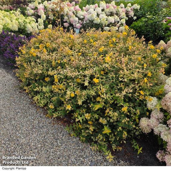 Hypericum 'Radiance'