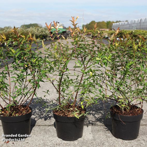Hypericum 'Radiance'