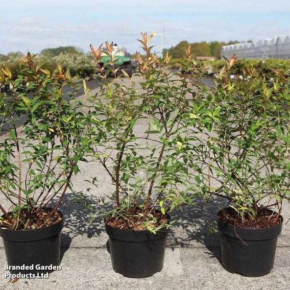 Hypericum 'Radiance'