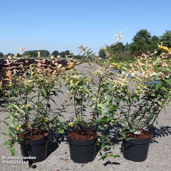 Hypericum 'Radiance'