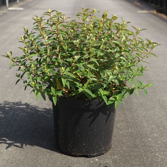 Hypericum 'Radiance'