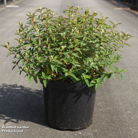 Hypericum 'Radiance'