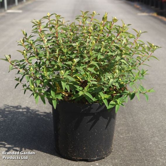 Hypericum 'Radiance'
