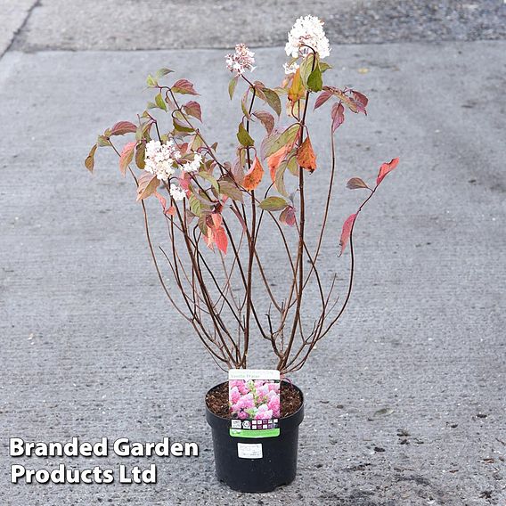 Hydrangea paniculata 'Vanille Fraise'