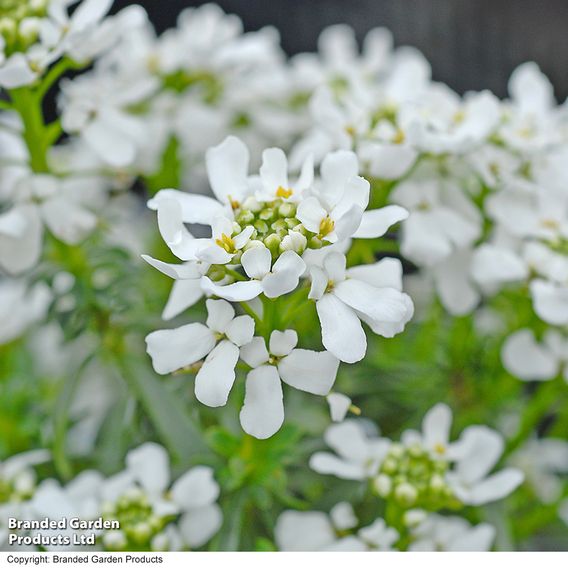 Iberis sempervirens