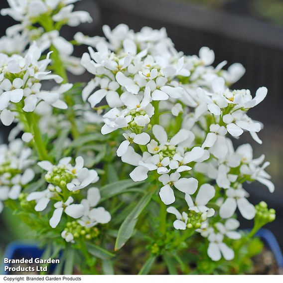 Iberis sempervirens