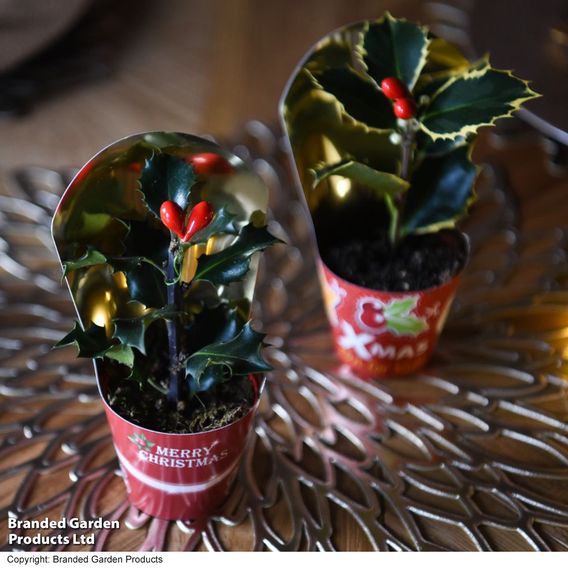 Holly meserveae 'Blue Angel'