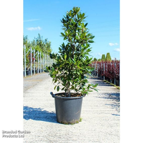 Holly 'Camelliifolia'