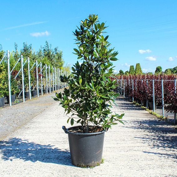 Holly 'Camelliifolia'