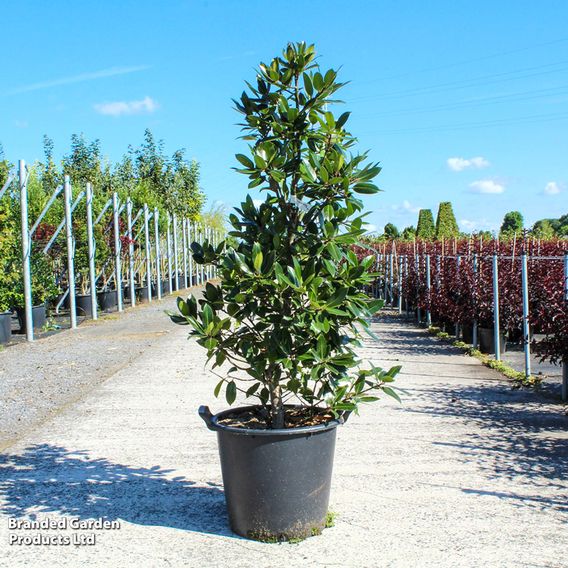 Holly 'Camelliifolia'
