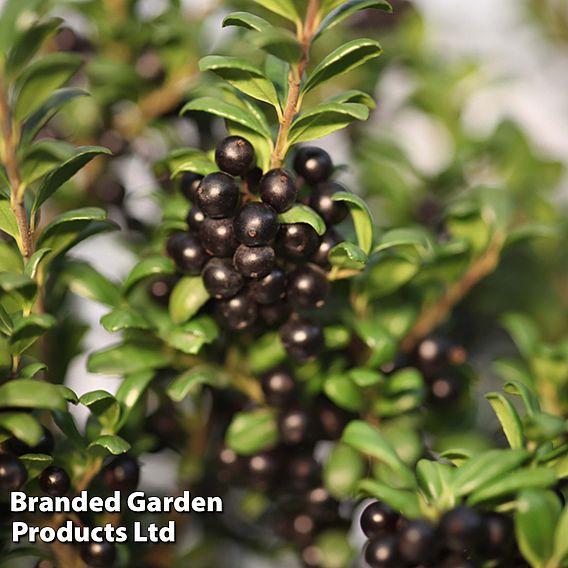 Holly crenata 'Convexa'
