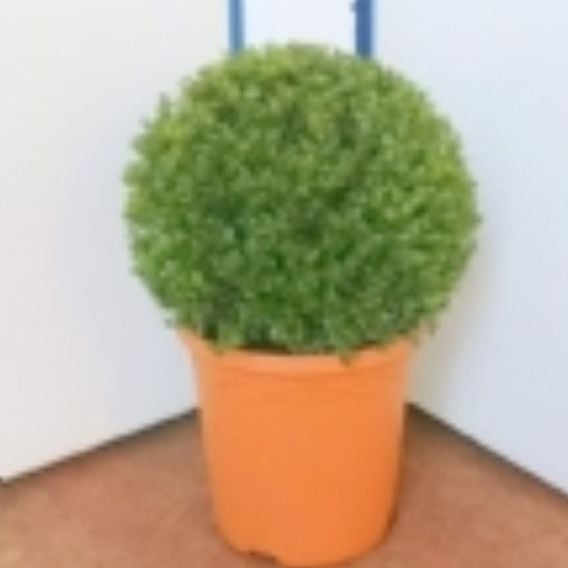 Ilex crenata 'Glorie Dwarf'