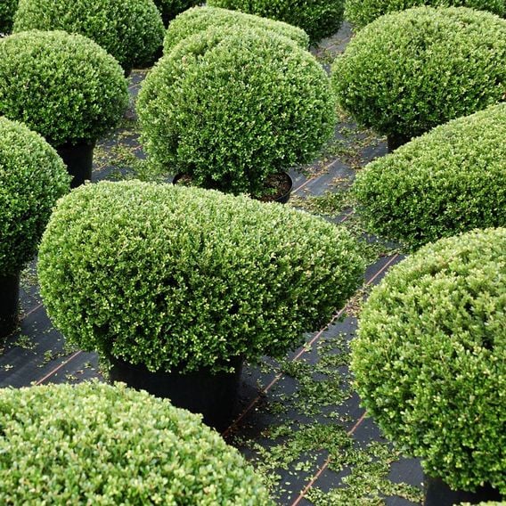Ilex crenata 'Glorie Dwarf'