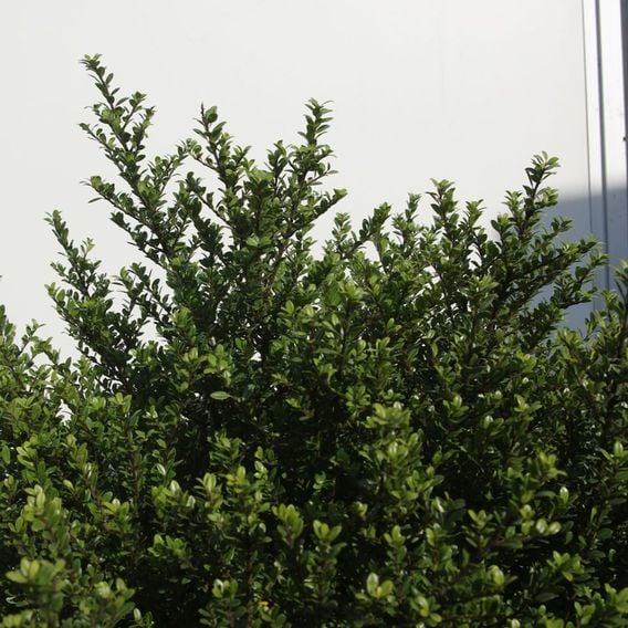 Ilex crenata 'Glorie Dwarf'